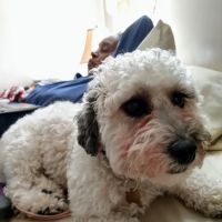 Martin S Pappaterra ico