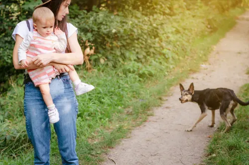 The New Jersey Dog Bite Lawyer, Mt Laurel NJ 5