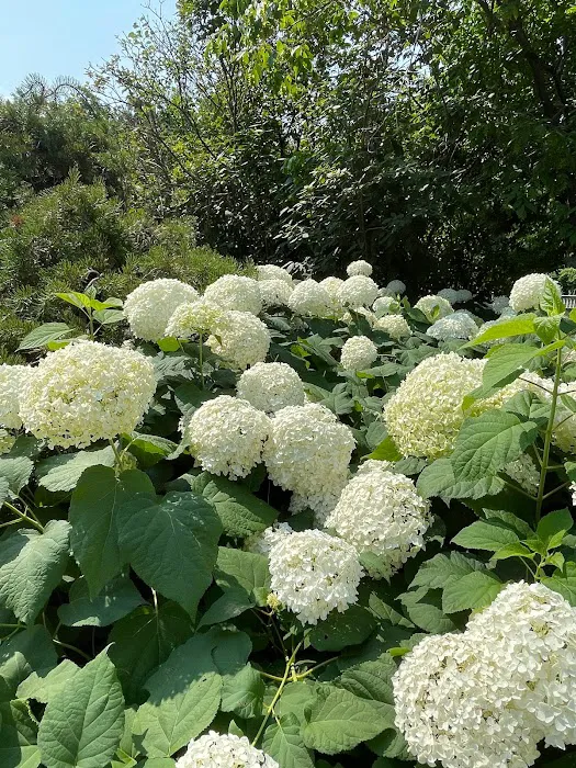 Hortensia PLLC 5