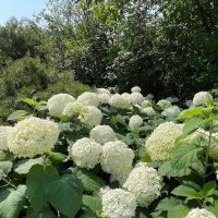 Hortensia PLLC ico
