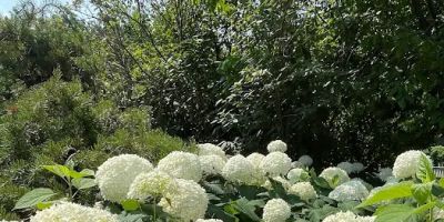 Hortensia PLLC