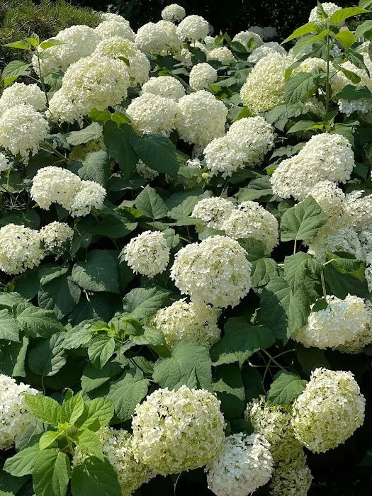 Hortensia PLLC 5