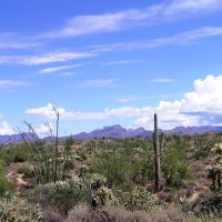 Knapp & Roberts - Phoenix ico