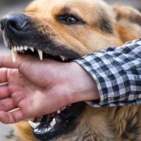 The Odierno Law Firm Accident and Injury Lawyers ico