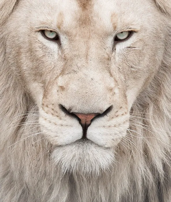 The Lion's Law Office 5
