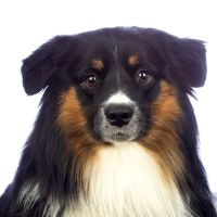 Michael D. O'Brien & Associates, P.C. ico