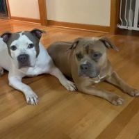The Bottaro Law Firm, LLC ico