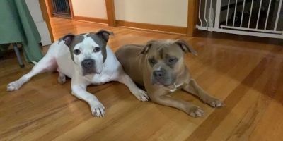 The Bottaro Law Firm, LLC