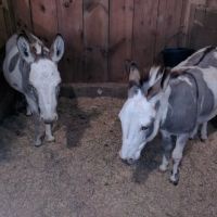 Maddox Hoppe Hoofnagle & Hafey ico