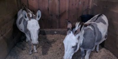 Maddox Hoppe Hoofnagle & Hafey