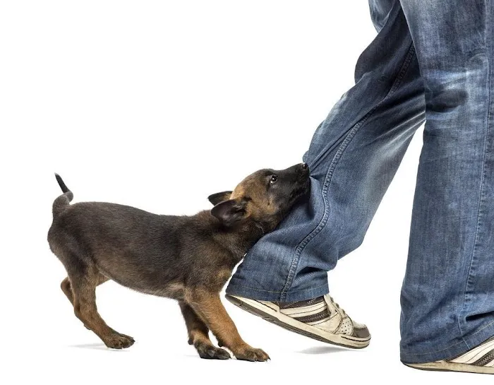 Bay Law Injury Attorneys | Personal Injury Lawyer Henderson 5