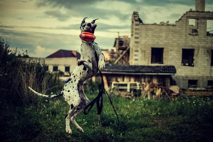 Dog Bite King Law Group 5