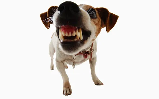 Dog Bite King Law Group 5