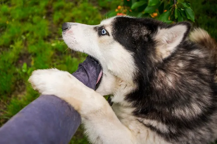 Dog Bite King Law Group 5