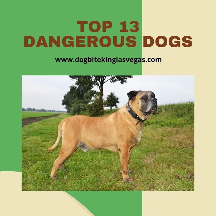 Dog Bite King Law Group 5