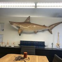 Sharks At Law ico