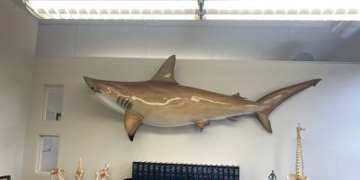 Sharks At Law