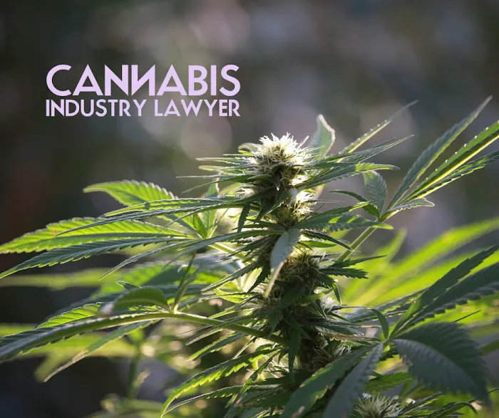 Cannabis Industry Lawyer | Howard Law Group 5
