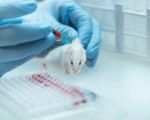 Animal Testing Ban Legislation: What It Means for Ethics, Industry, and Innovation