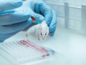 Animal Testing Ban Legislation: What It Means for Ethics, Industry, and Innovation