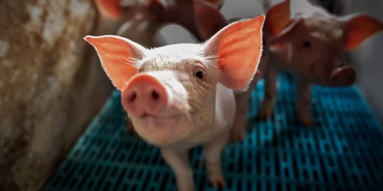 Animal Welfare Legislative Developments: How Laws Are Evolving Globally