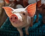 Animal Welfare Legislative Developments: How Laws Are Evolving Globally