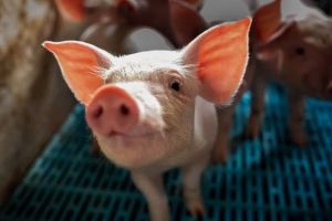 Animal Welfare Legislative Developments: How Laws Are Evolving Globally