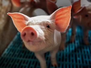 Animal Welfare Legislative Developments: How Laws Are Evolving Globally